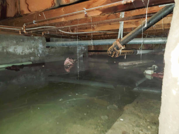 Best Mold removal after water damage  in Woodlake, VA